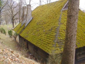 Moss on your roof