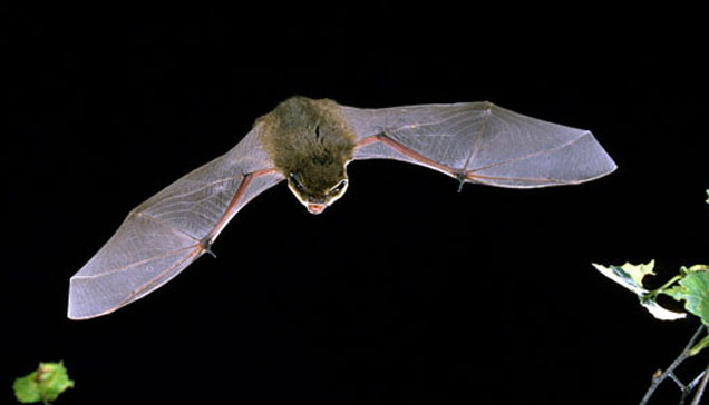 Bats in your roof